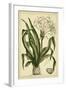 Crinum, Pl. CX-Phillip Miller-Framed Art Print