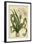 Crinum, Pl. CX-Phillip Miller-Framed Art Print