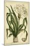 Crinum, Pl. CX-Phillip Miller-Mounted Art Print