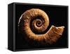 Crioceratite Fossil-Layne Kennedy-Framed Stretched Canvas