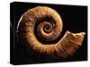 Crioceratite Fossil-Layne Kennedy-Stretched Canvas