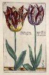 Tulipa Adriani Bilsi and Tulipa Nob Viri Johan a Seulen, from 'Hortus Floridus', Published C.1614-Crispin II de Passe-Mounted Giclee Print