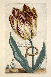 Tulipa Mayor Do Jacobi Bommy, Plate 47, from 'Hortus Floridus' Published 1614-Crispin II de Passe-Framed Stretched Canvas