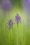 Slovenia, Orchis Militaris in the Green Grass-Cristiana Damiano-Photographic Print