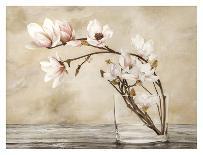 Fiori di magnolia-Cristina Mavaracchio-Mounted Art Print