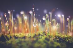 Close-Up Shot of Morning Dewdrops on Moss-Cristinagonzalez-Mounted Premium Photographic Print