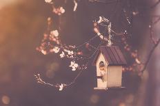 Robin Nesting in a Bird House in a Almond Tree-Cristinagonzalez-Framed Photographic Print