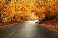 Autumn Landscape with Road and Beautiful Colored Trees-cristovao-Photographic Print