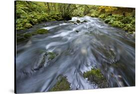 Crna Rijeka Black River Springs, Plitvice Lakes National Park, Croatia, October 2008-Biancarelli-Stretched Canvas