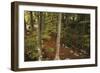 Croatia, Dalmatia, Forest in Plitvice Lakes National Park-null-Framed Giclee Print