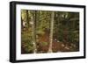 Croatia, Dalmatia, Forest in Plitvice Lakes National Park-null-Framed Giclee Print