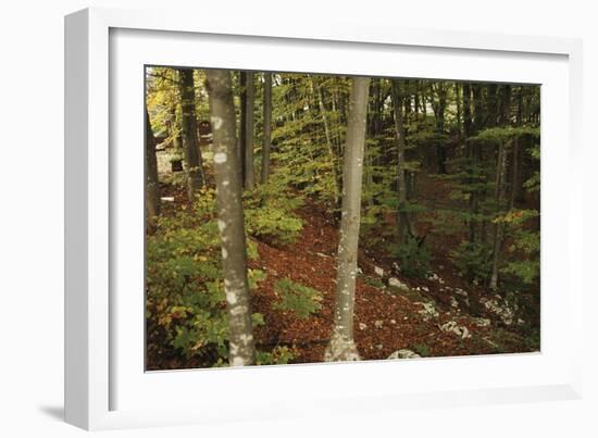 Croatia, Dalmatia, Forest in Plitvice Lakes National Park-null-Framed Giclee Print
