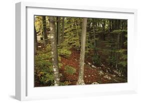 Croatia, Dalmatia, Forest in Plitvice Lakes National Park-null-Framed Giclee Print