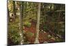 Croatia, Dalmatia, Forest in Plitvice Lakes National Park-null-Mounted Giclee Print