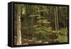 Croatia, Dalmatia, Forest in Plitvice Lakes National Park-null-Framed Stretched Canvas