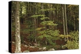 Croatia, Dalmatia, Forest in Plitvice Lakes National Park-null-Stretched Canvas