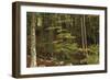 Croatia, Dalmatia, Forest in Plitvice Lakes National Park-null-Framed Giclee Print