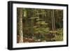 Croatia, Dalmatia, Forest in Plitvice Lakes National Park-null-Framed Giclee Print