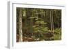 Croatia, Dalmatia, Forest in Plitvice Lakes National Park-null-Framed Giclee Print