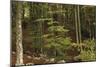 Croatia, Dalmatia, Forest in Plitvice Lakes National Park-null-Mounted Giclee Print
