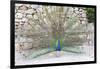 Croatia, Dubrovnik, Lokrum Island. Peacock courtship display.-Trish Drury-Framed Photographic Print