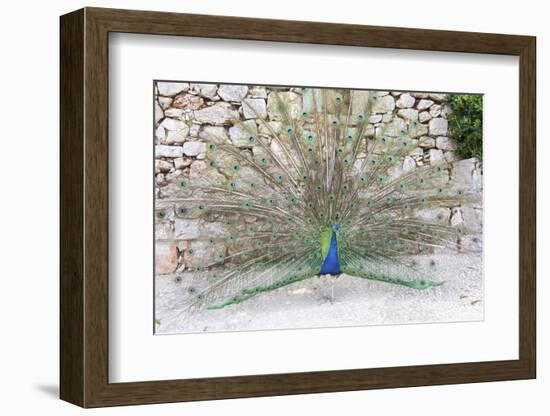 Croatia, Dubrovnik, Lokrum Island. Peacock courtship display.-Trish Drury-Framed Photographic Print