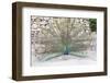 Croatia, Dubrovnik, Lokrum Island. Peacock courtship display.-Trish Drury-Framed Photographic Print