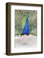 Croatia, Dubrovnik. Peacock in courtship display on Lokrum Island. Acclimated due to no predators.-Trish Drury-Framed Photographic Print