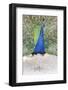 Croatia, Dubrovnik. Peacock in courtship display on Lokrum Island. Acclimated due to no predators.-Trish Drury-Framed Photographic Print