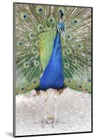 Croatia, Dubrovnik. Peacock in courtship display on Lokrum Island. Acclimated due to no predators.-Trish Drury-Mounted Photographic Print