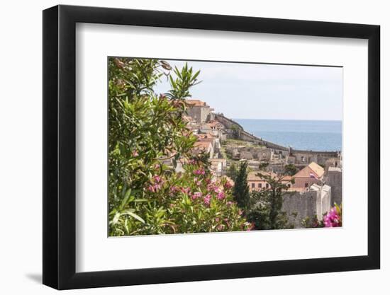 Croatia, Dubrovnik. Walled city old town viewed from hill. Blooming oleander frames.-Trish Drury-Framed Photographic Print