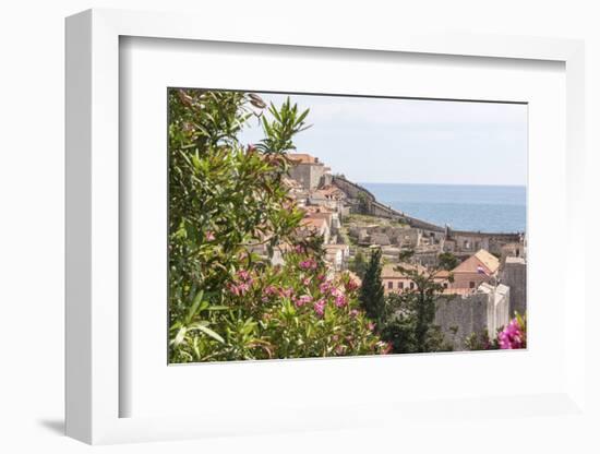 Croatia, Dubrovnik. Walled city old town viewed from hill. Blooming oleander frames.-Trish Drury-Framed Photographic Print