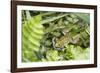 Croatia. Eurasian Marsh Frog (Pelophylax ridibundus) croaking Krka National Park.-Trish Drury-Framed Photographic Print