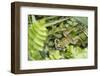 Croatia. Eurasian Marsh Frog (Pelophylax ridibundus) croaking Krka National Park.-Trish Drury-Framed Photographic Print