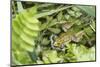 Croatia. Eurasian Marsh Frog (Pelophylax ridibundus) croaking Krka National Park.-Trish Drury-Mounted Photographic Print