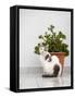 Croatia, Hvar. Domestic cat sitting by a potted jade plant along the street.-Julie Eggers-Framed Stretched Canvas