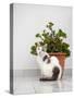 Croatia, Hvar. Domestic cat sitting by a potted jade plant along the street.-Julie Eggers-Stretched Canvas