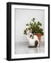 Croatia, Hvar. Domestic cat sitting by a potted jade plant along the street.-Julie Eggers-Framed Photographic Print