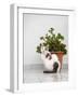 Croatia, Hvar. Domestic cat sitting by a potted jade plant along the street.-Julie Eggers-Framed Photographic Print