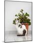 Croatia, Hvar. Domestic cat sitting by a potted jade plant along the street.-Julie Eggers-Mounted Photographic Print