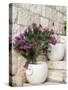 Croatia, Hvar. Potted purple plants in pots on steps.-Julie Eggers-Stretched Canvas