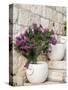 Croatia, Hvar. Potted purple plants in pots on steps.-Julie Eggers-Stretched Canvas