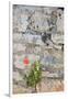 Croatia, Hvar, Vrboska. Poppy grows in stone wall.-Trish Drury-Framed Photographic Print