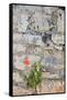 Croatia, Hvar, Vrboska. Poppy grows in stone wall.-Trish Drury-Framed Stretched Canvas