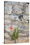 Croatia, Hvar, Vrboska. Poppy grows in stone wall.-Trish Drury-Stretched Canvas