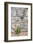 Croatia, Hvar, Vrboska. Poppy grows in stone wall.-Trish Drury-Framed Photographic Print