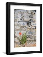 Croatia, Hvar, Vrboska. Poppy grows in stone wall.-Trish Drury-Framed Photographic Print