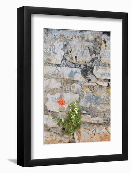 Croatia, Hvar, Vrboska. Poppy grows in stone wall.-Trish Drury-Framed Photographic Print