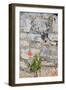 Croatia, Hvar, Vrboska. Poppy grows in stone wall.-Trish Drury-Framed Photographic Print