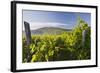 Croatia, Kvarner Gulf, Krk (Island), Vines, Vines, Wine-Growing, Vines-Rainer Mirau-Framed Photographic Print